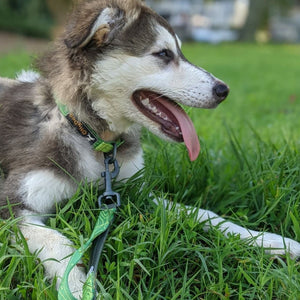 Flagstaff Collar