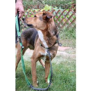 Flagstaff Adjustable Spring Leash