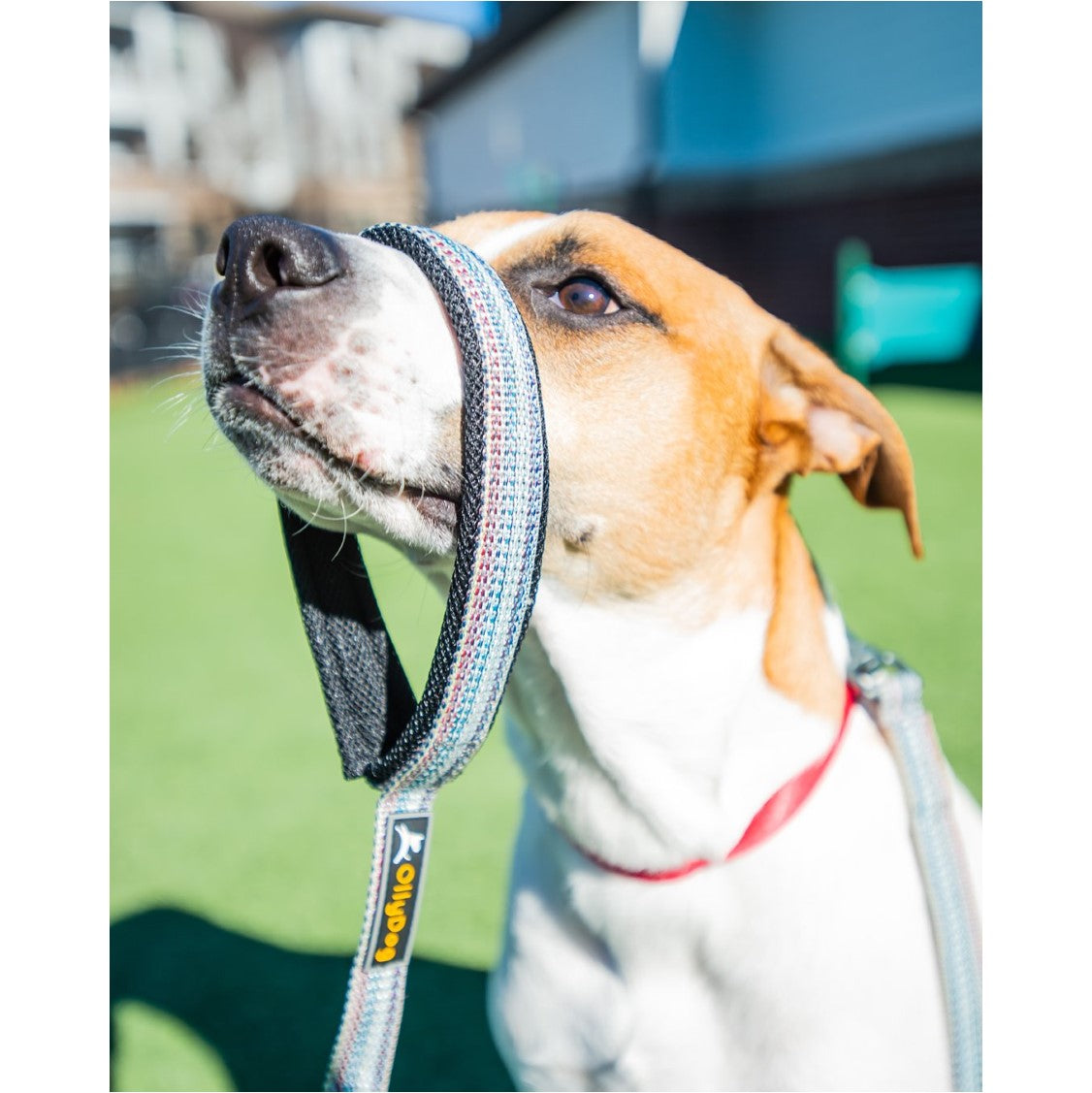 Rescue Adjustable Spring Leash | Bungee Dog Leash