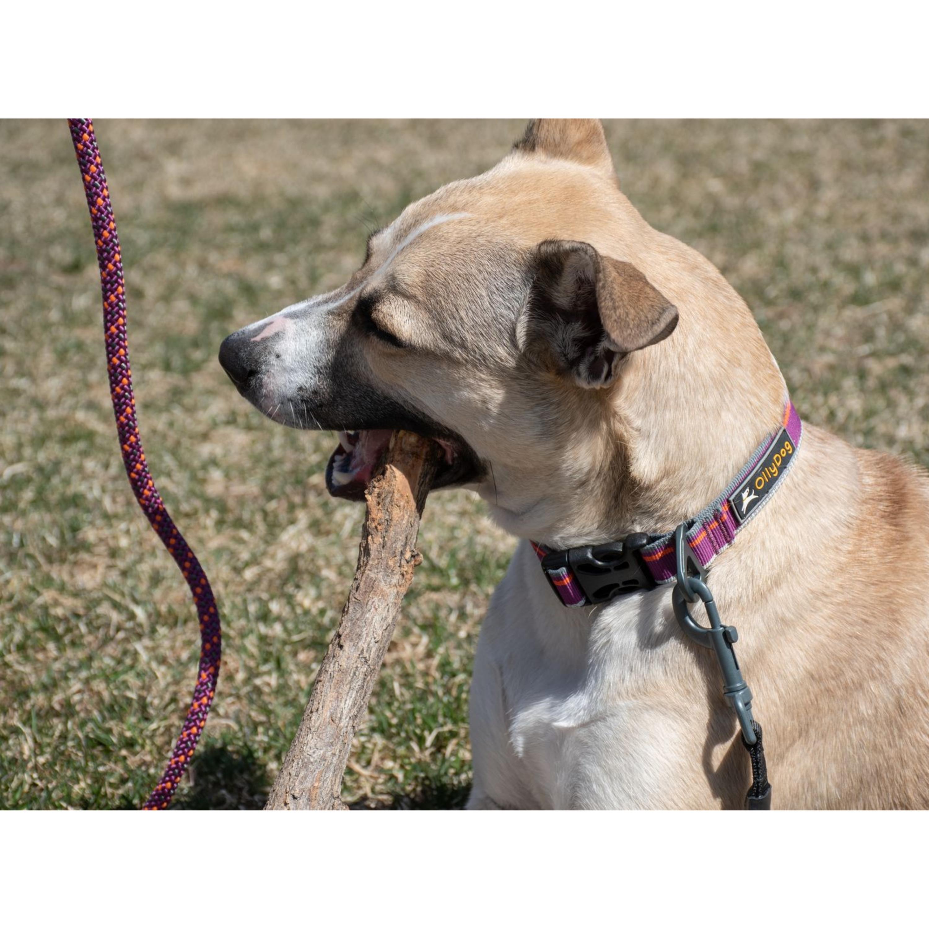 Mountain dog slip outlet leash