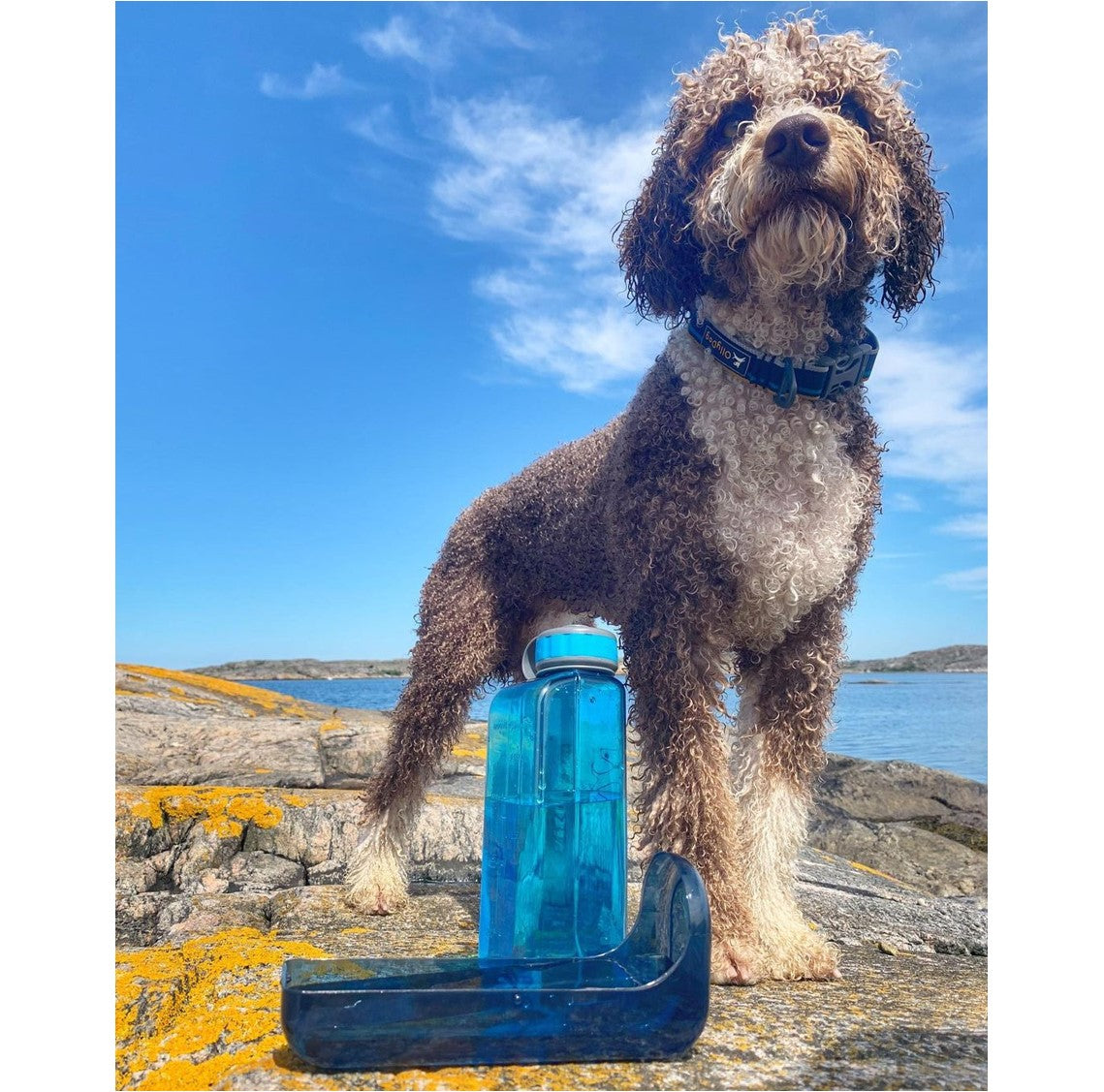 OllyBottle in Ocean
