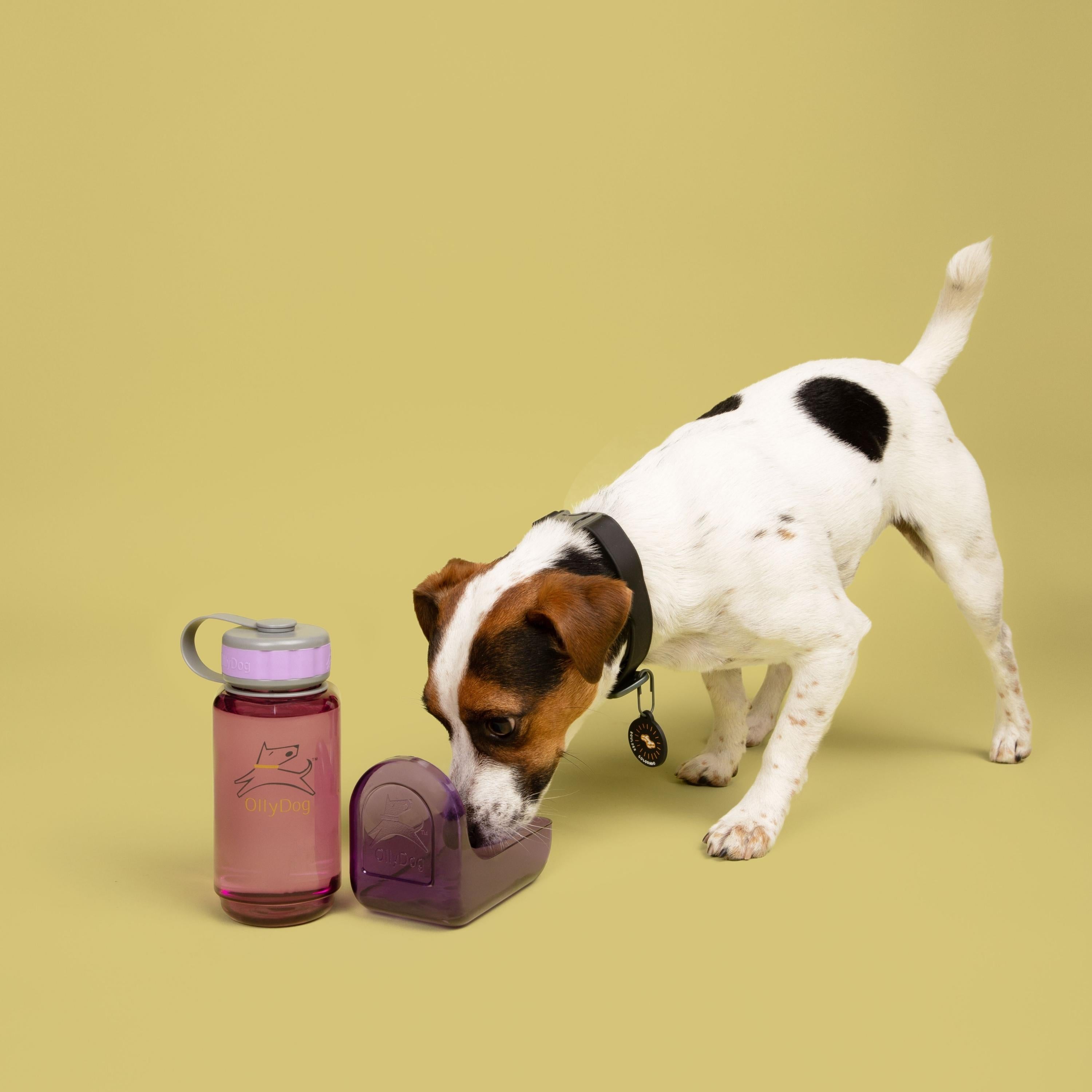 OllyDog Plum OllyBottle Water Bottle 600ml JJ362680