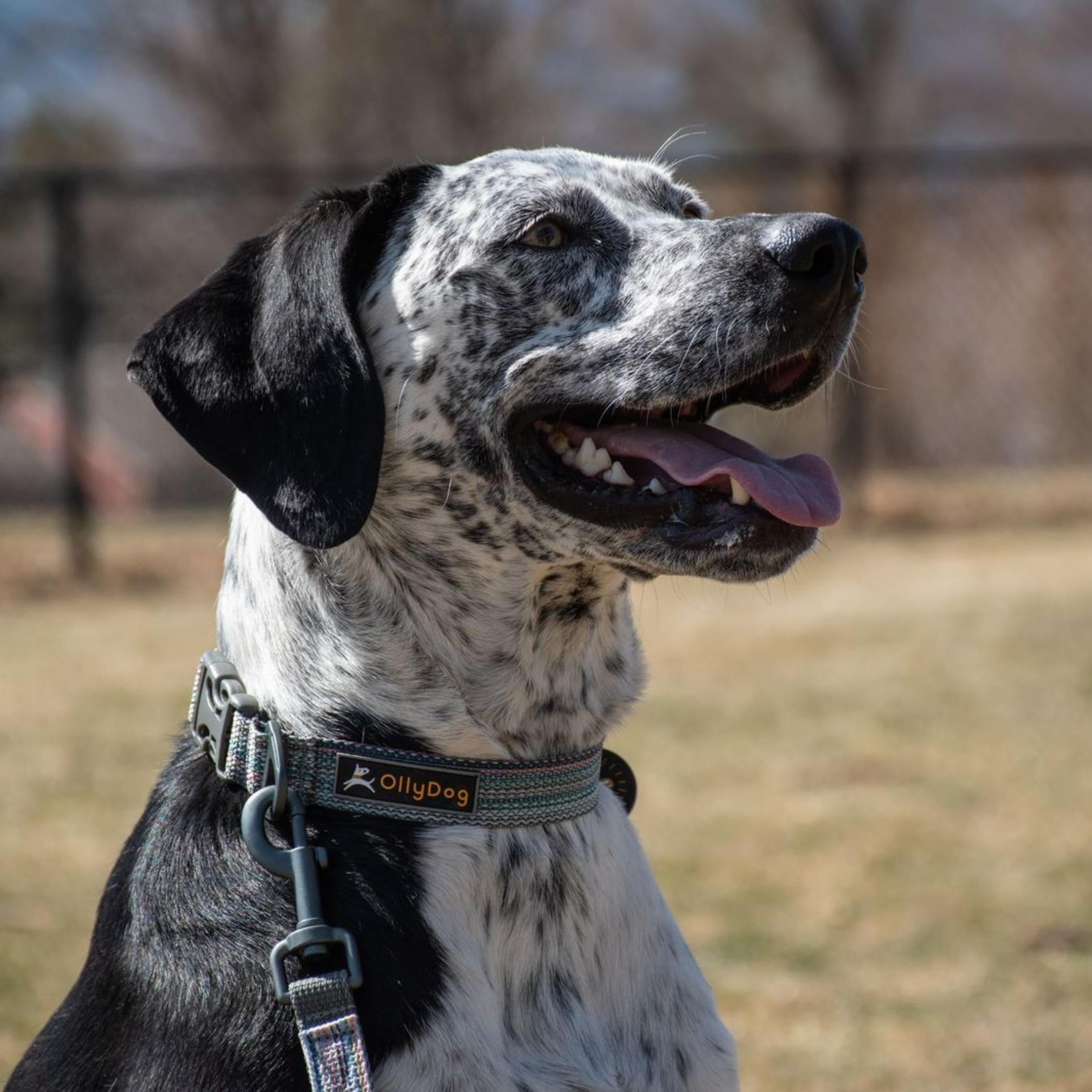 Spotted black and white dog wearing the OllyDog Rescue Dog Collar in Prism color, looking to the side with tongue out while standing outdoors #color_prism