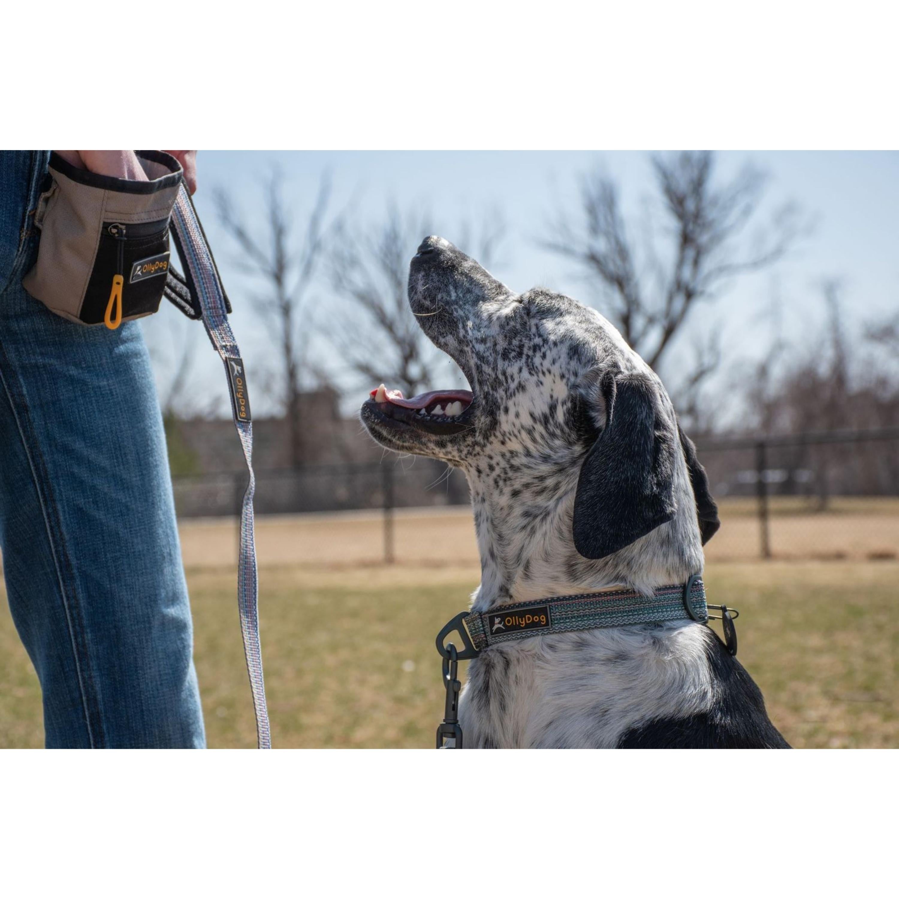Spotted dog wearing OllyDog Rescue Dog Collar in Prism color, sitting and looking up at owner holding a matching leash and treat pouch outdoors #color_prism