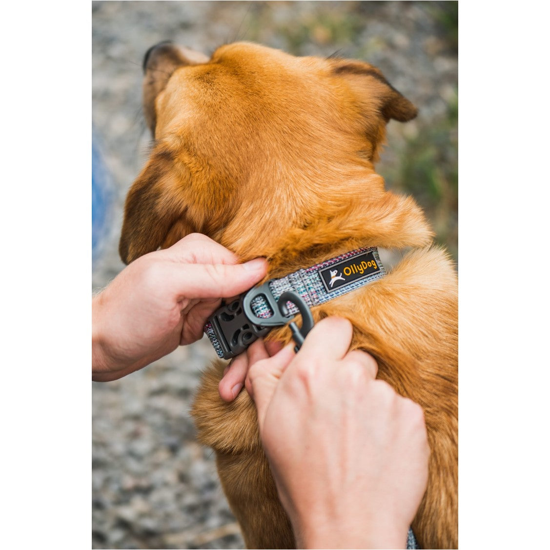 Person fastening the OllyDog Rescue Dog Collar in Prism color onto a brown dog outdoors. The collar features recycled woven material, a durable side-release buckle, and the OllyDog logo tag #color_prism