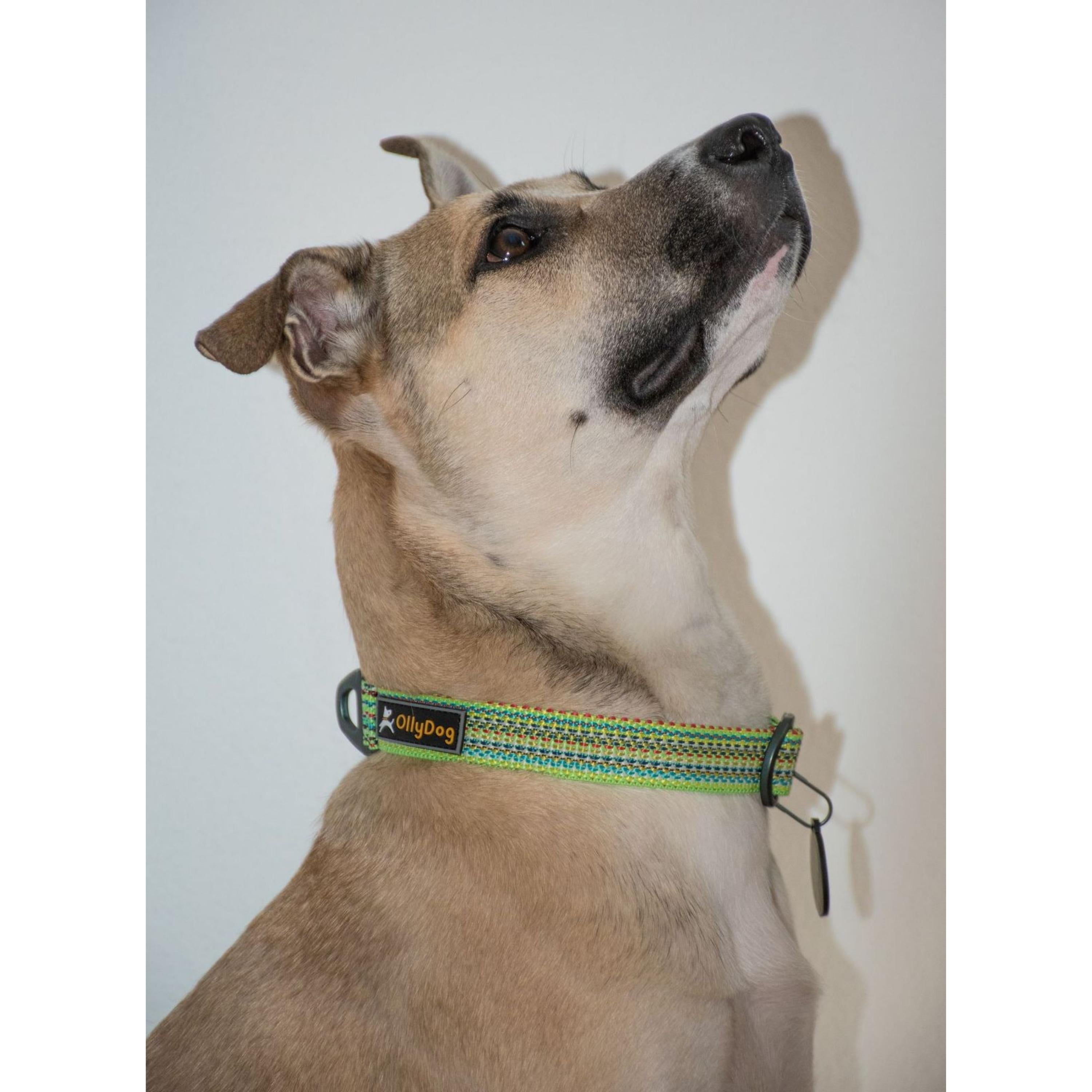 Close-up side view of a dog wearing the OllyDog Rescue Collar in Prism Green. The collar's colorful recycled webbing and OllyDog logo are clearly visible against the dog’s tan fur #color_prism green