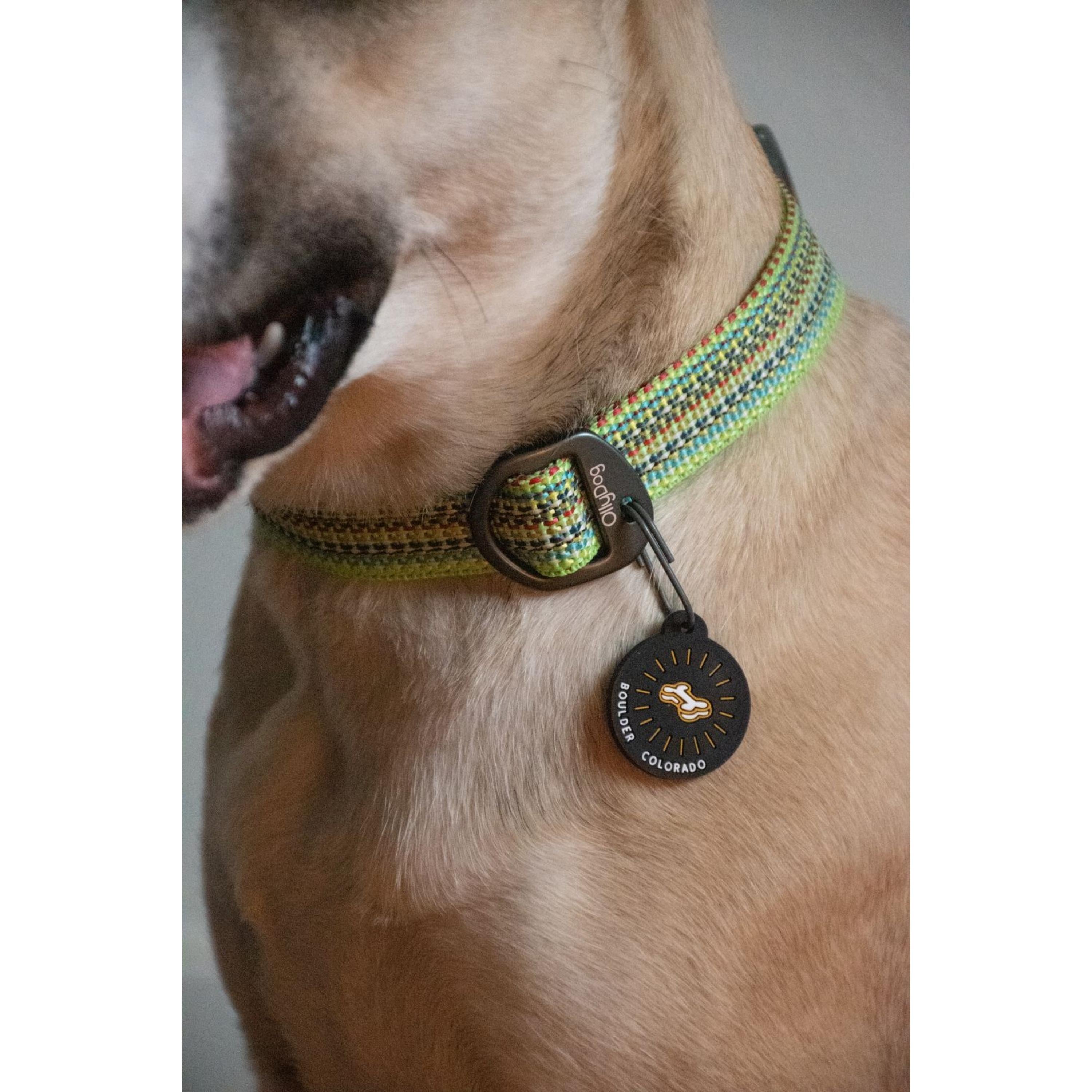 Close-up of a dog wearing the OllyDog Rescue Collar in Prism Green. The collar features a colorful recycled webbing, aluminum D-ring, and a black silicone tag silencer labeled 'Boulder Colorado' #color_prism green