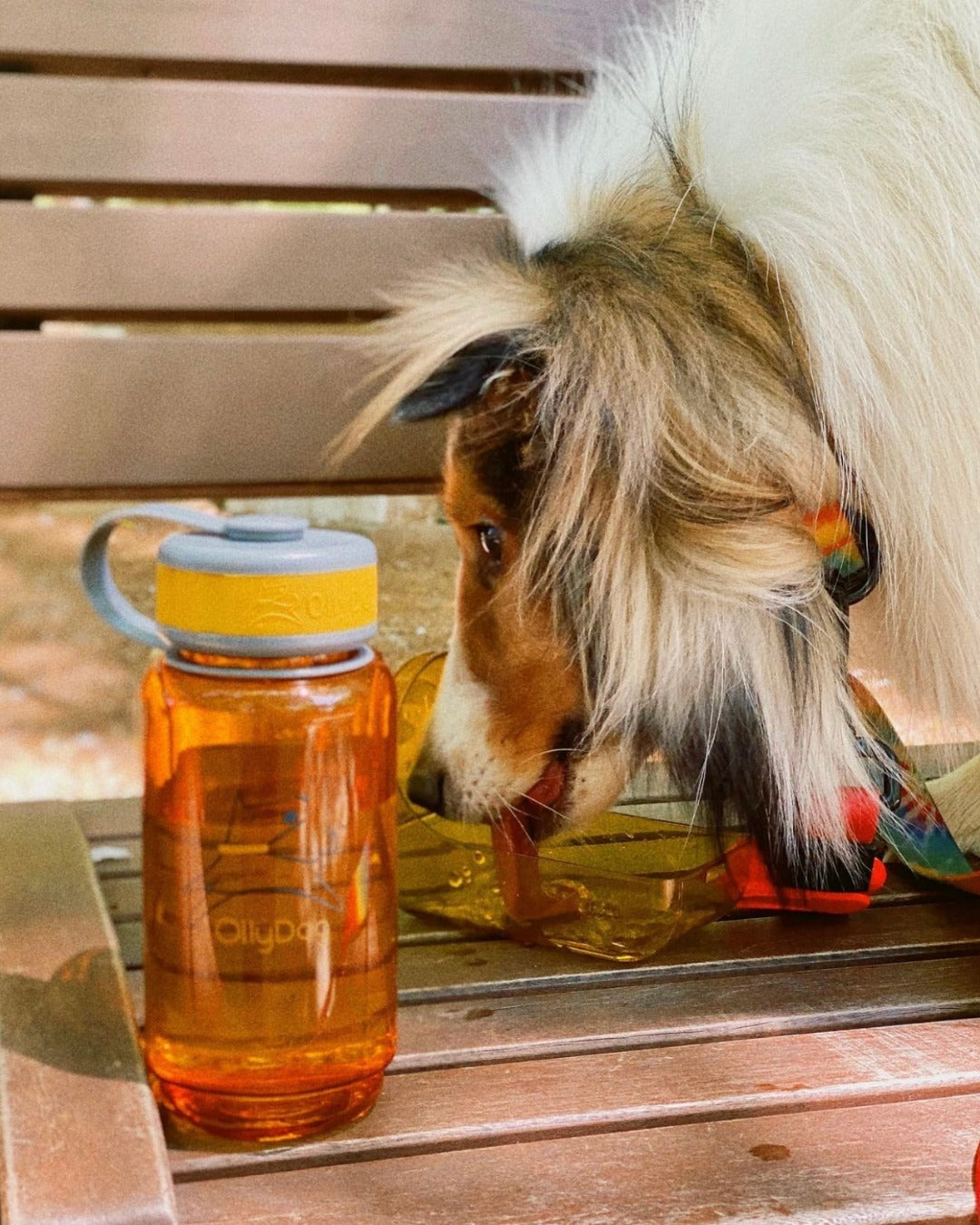 A dog drinking water from the detachable bowl of an OllyBottle portable water dispenser in flame orange outdoors #size_flame - 600ml