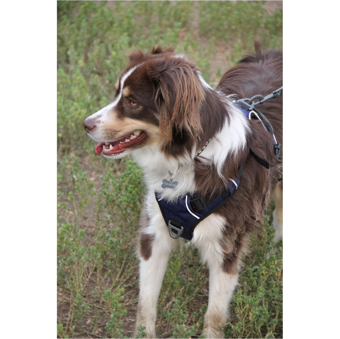 Lifestyle shot of a brown and white dog wearing the OllyDog Alpine Reflective Harness in atlantic blue outdoors on a grassy trail.#color_atlantic