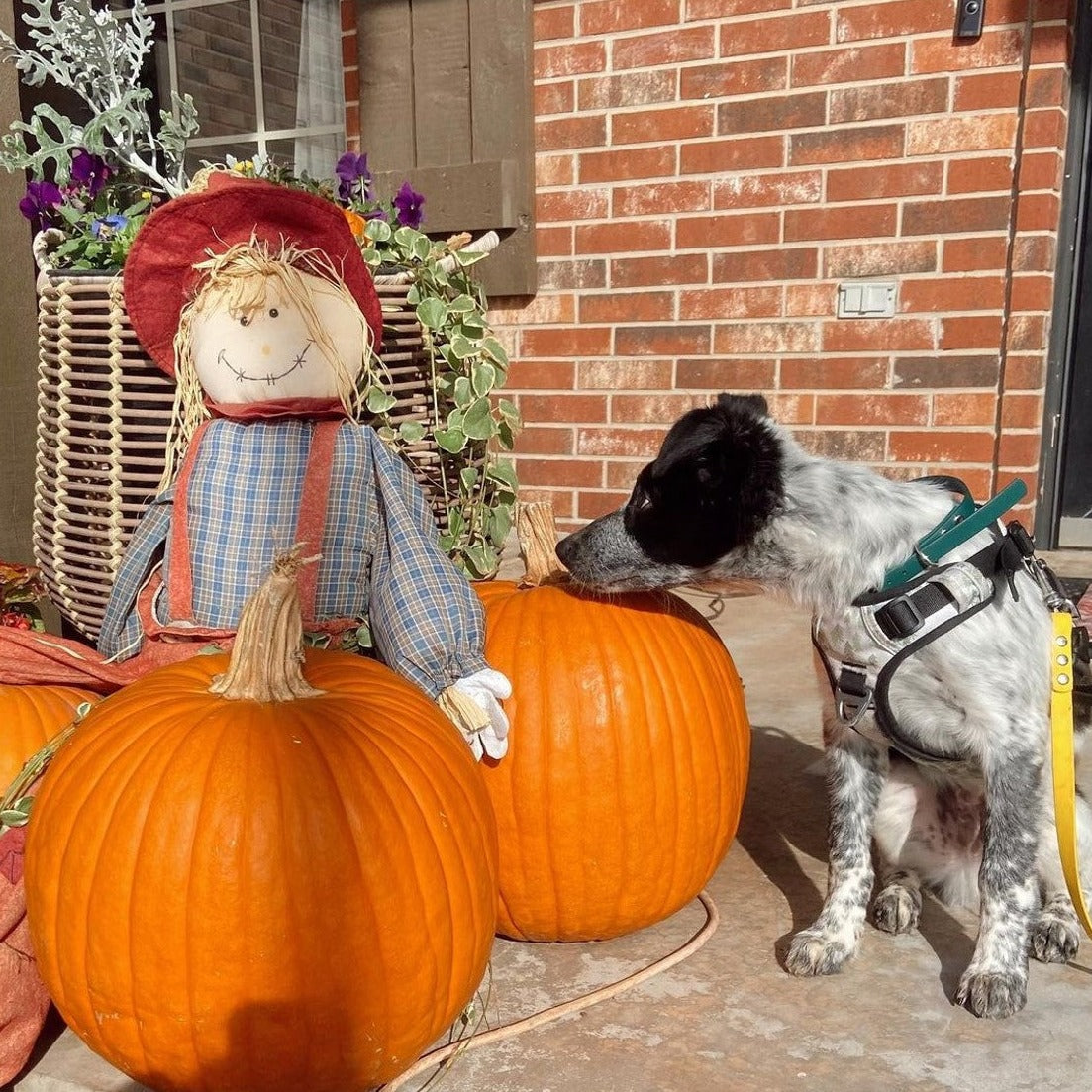 Lifestyle autumn-themed shot of a black and white speckled dog wearing the OllyDog Alpine Reflective Harness in tree hugger print sitting outdoors next to pumpkins and a scarecrow. #color_tree hugger print