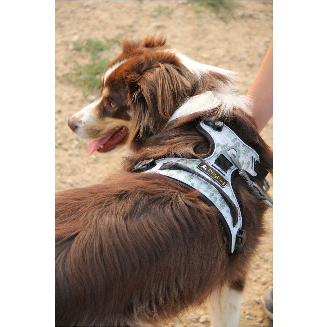 Lifestyle shot of a brown and white dog wearing the OllyDog Alpine Reflective Harness in tree hugger print outdoors on a trail. #color_tree hugger print