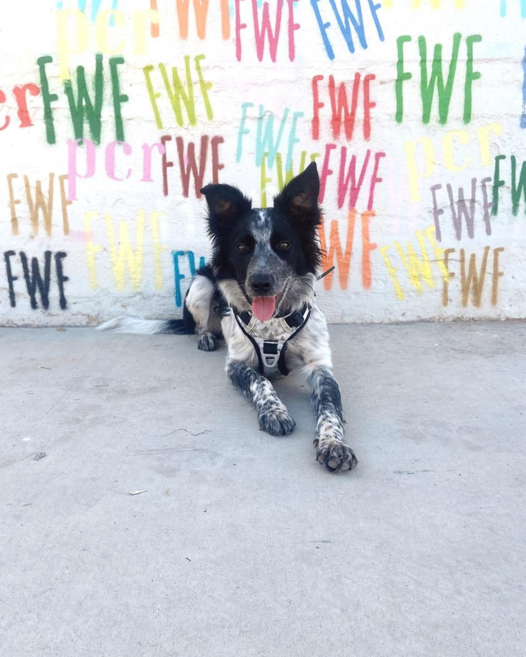 Lifestyle shot of a black and white dog lying down on a concrete ground in front of a colorful painted wall, wearing the OllyDog Alpine Reflective Harness in tree hugger print. #color_tree hugger print