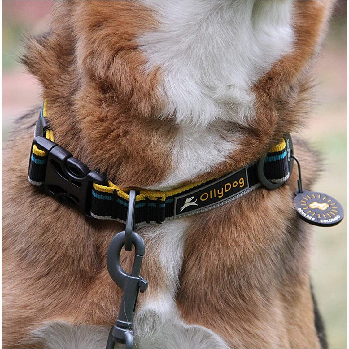 Lifestyle close-up shot of a brown and white dog wearing the OllyDog collar in anthracite color, featuring durable black webbing with yellow and blue accents, a secure buckle, leash attachment, and a Boulder Colorado ID tag. #color_anthracite