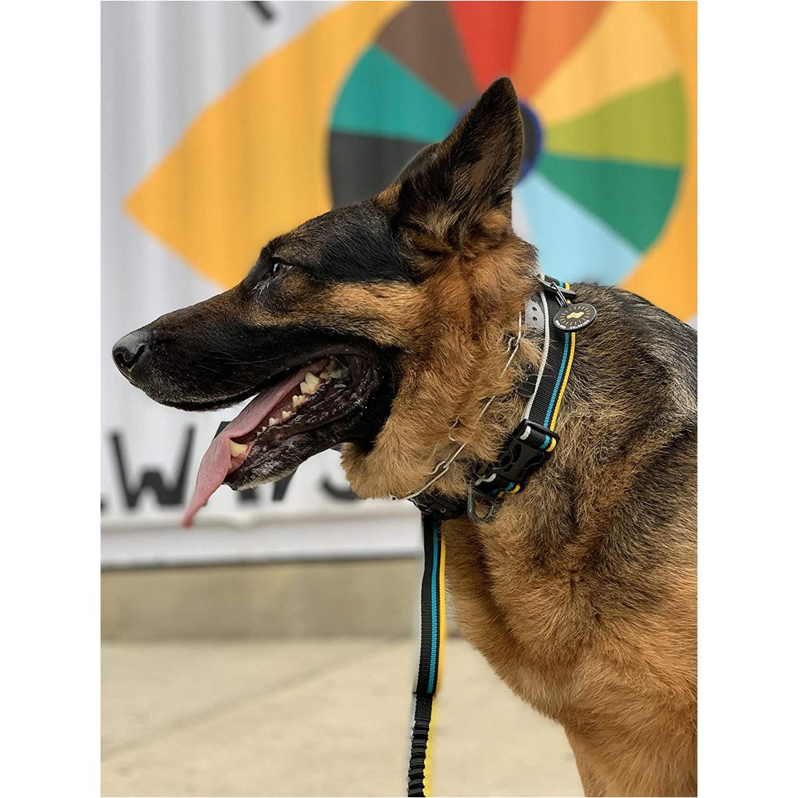 Lifestyle profile shot of a German Shepherd outdoors against a colorful backdrop, wearing the OllyDog collar in anthracite color with a matching leash attached. #color_anthracite