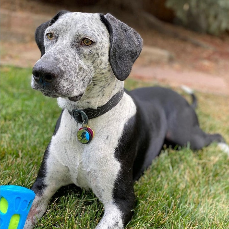 Lifestyle shot of a black and white spotted dog lying in the grass outdoors while wearing the OllyDog Flagstaff Collar in raven black color, featuring durable webbing, an aluminum D-ring, and customized tags. #color_raven bark