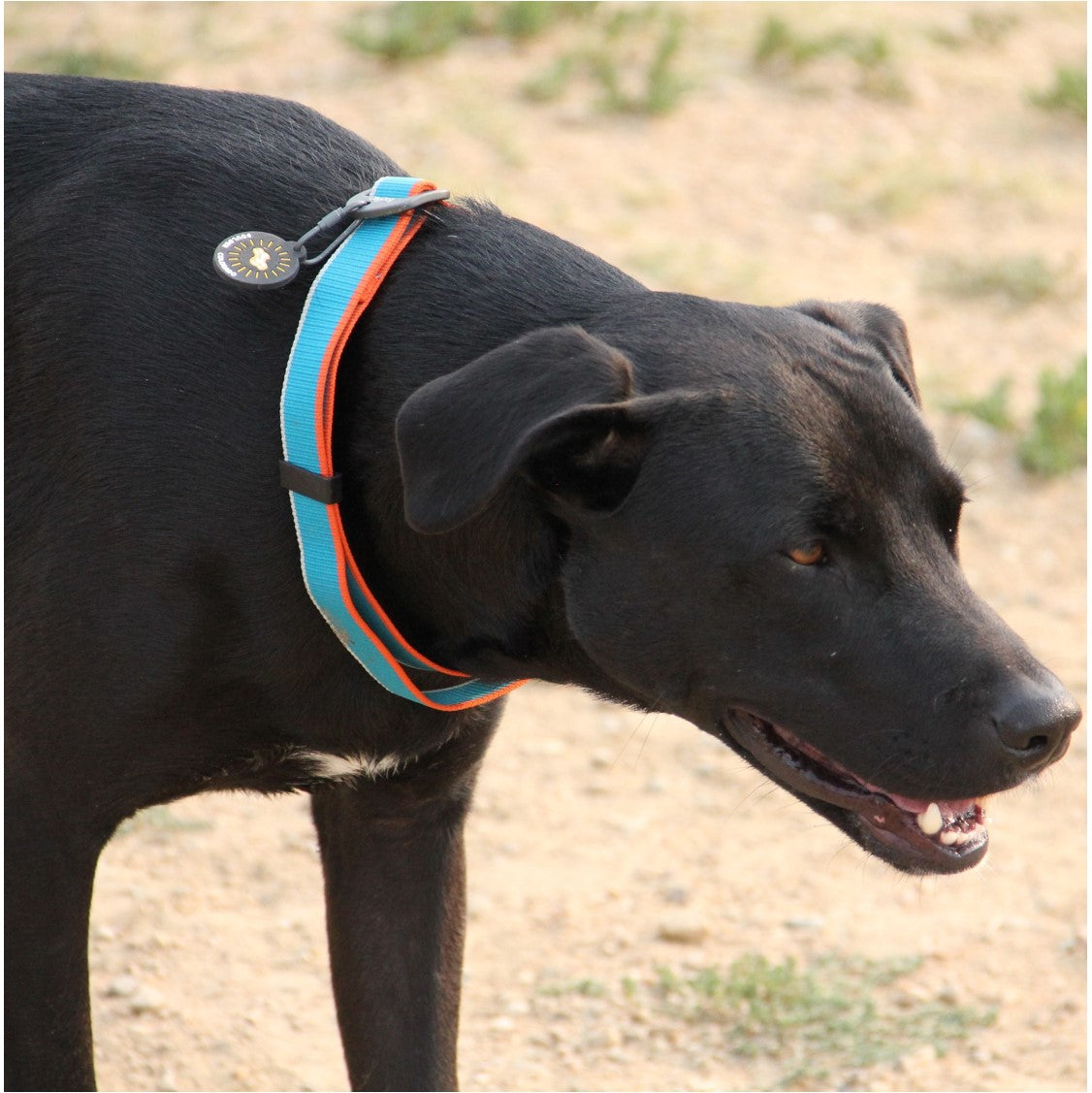 Lifestyle angled shot of a black dog wearing the OllyDog Martingale Mesa Collar in air blue color, highlighting its washable poly webbing, slip-out training design, and attached ID tag. #color_air blue