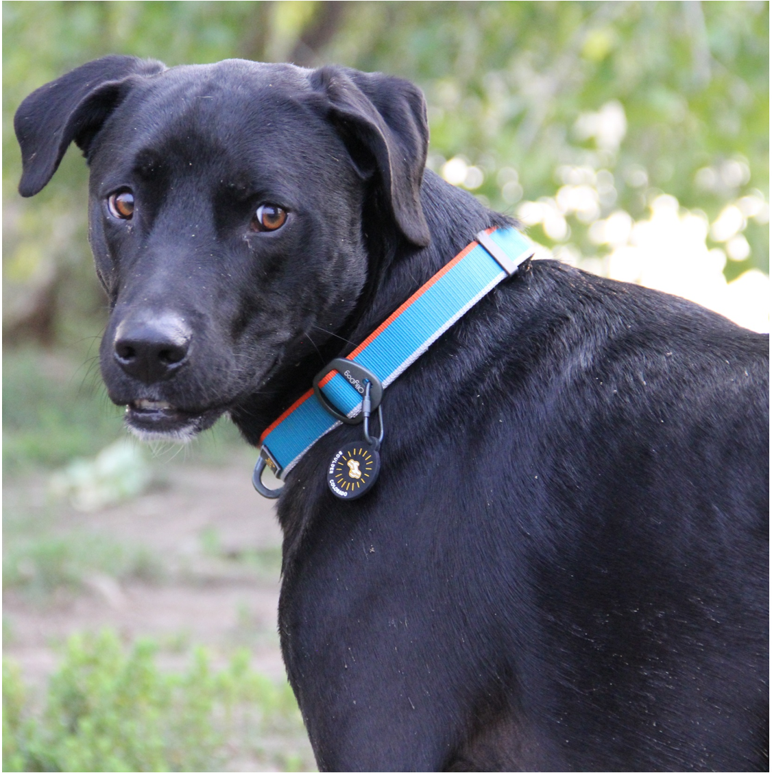 Lifestyle close-up shot of a black dog wearing the OllyDog Martingale Mesa Collar in air blue color outdoors, highlighting its secure training design, aluminum D-ring, and attached Boulder Colorado ID tag. #color_air blue