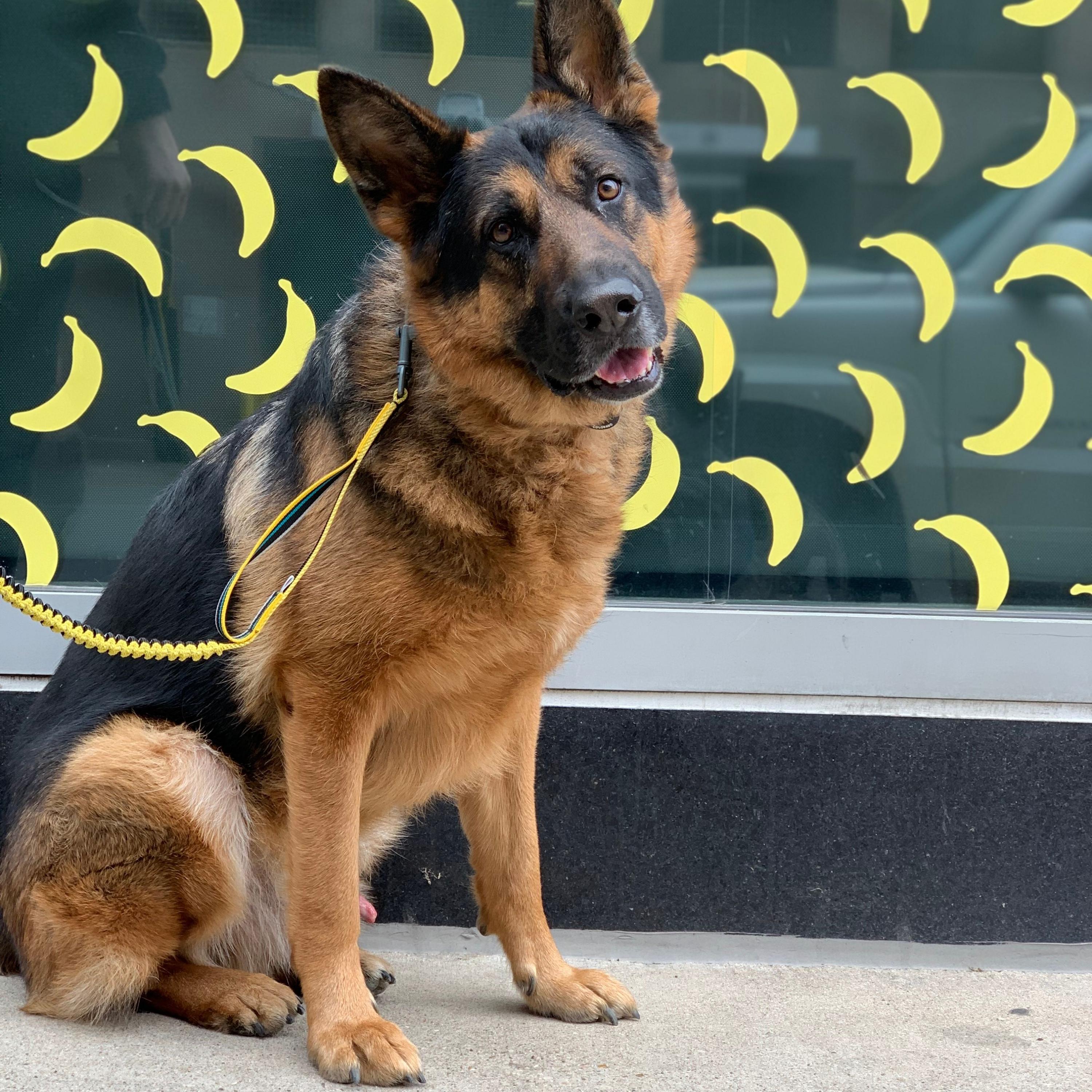 Lifestyle shot of a German Shepherd sitting in front of a background with yellow banana patterns, wearing the OllyDog Martingale Mesa Collar in anthracite color with a matching yellow leash attached. #color_anthracite
