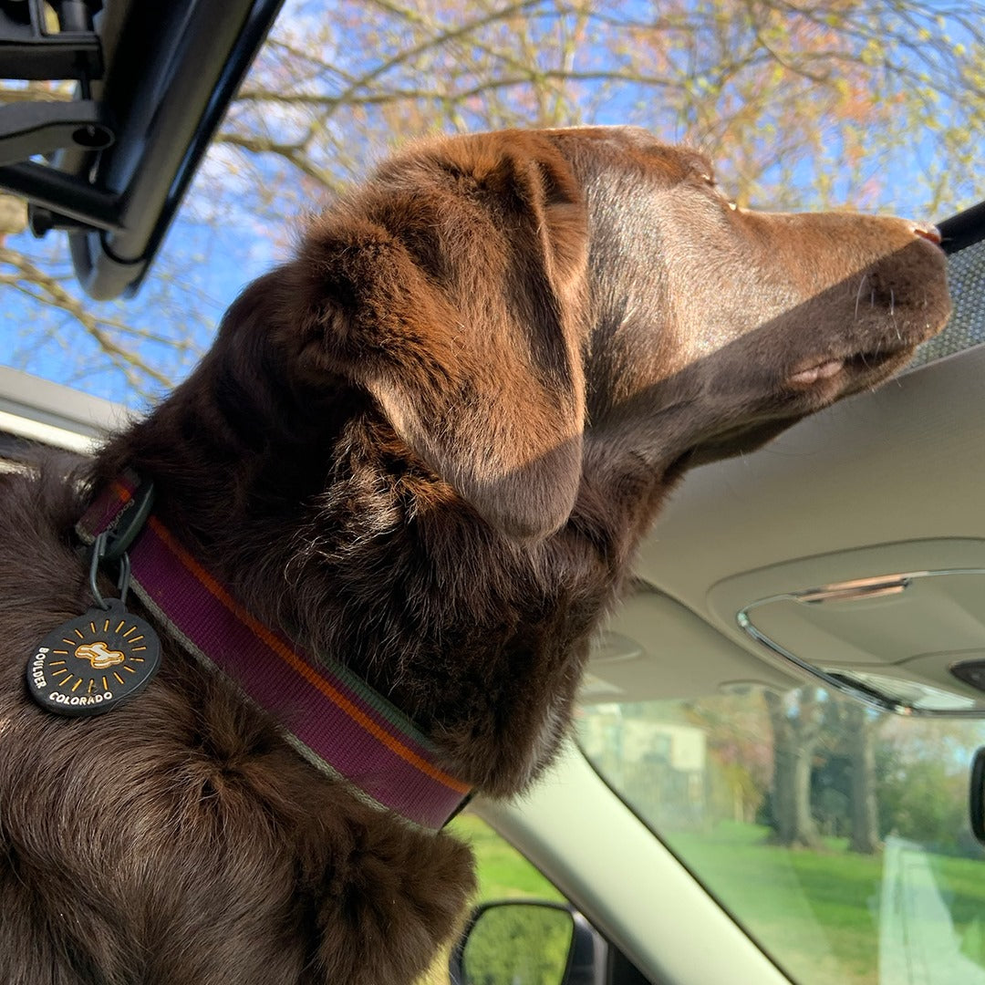 Lifestyle shot of a brown dog looking out a car window, wearing the OllyDog Martingale Mesa Collar in wild aster color with an attached Boulder Colorado ID tag. #color_wild aster