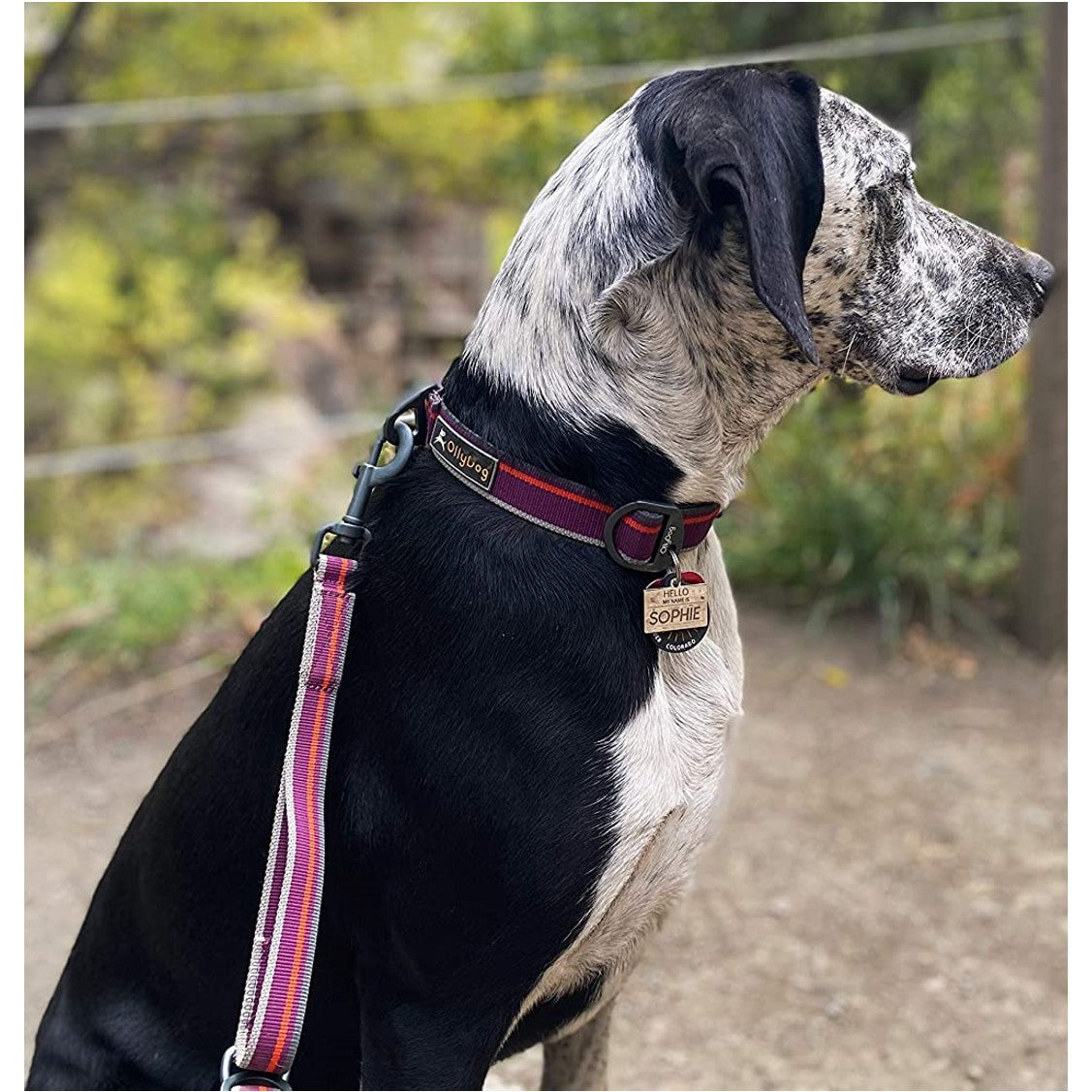 Lifestyle profile shot of a black and white spotted dog sitting outdoors and wearing the OllyDog Martingale Mesa Collar in wild aster color, featuring a matching leash attached to the D-ring and a personalized pet tag. #color_wild aster