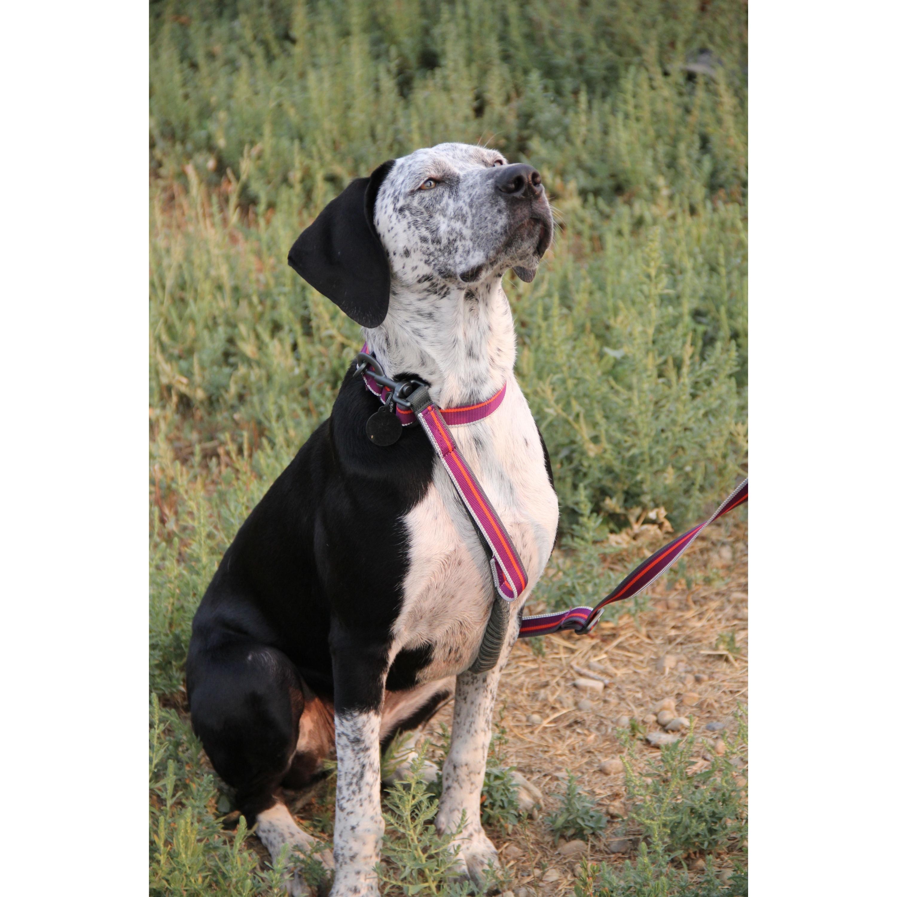 Lifestyle shot of a black and white spotted dog looking up outdoors, wearing the OllyDog Martingale Mesa Collar in wild aster color with a matching leash attached. #color_wild aster