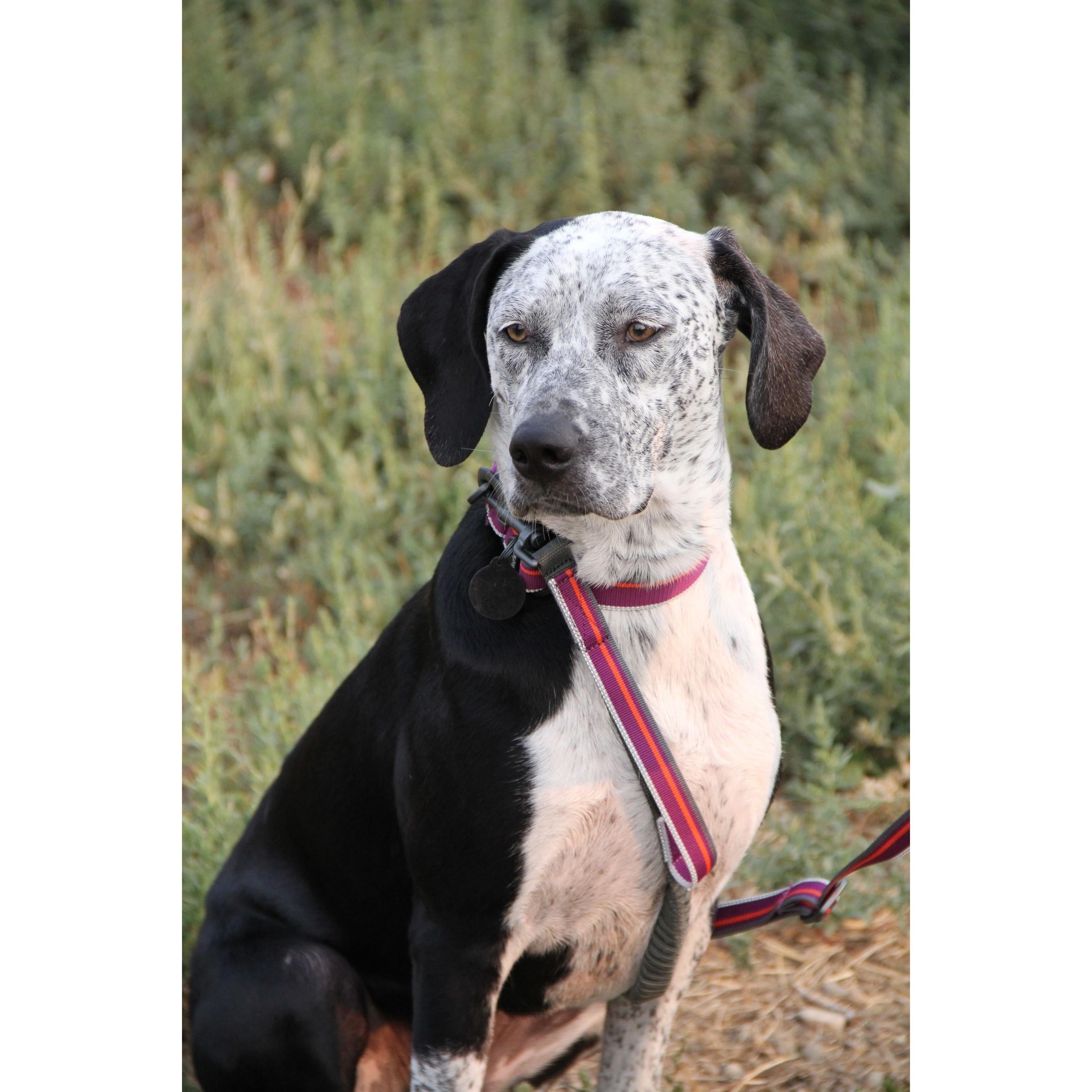 Lifestyle portrait of a black and white spotted dog sitting outdoors against a green background, wearing the OllyDog Martingale Mesa Collar in wild aster color with a matching leash attached. #color_wild aster