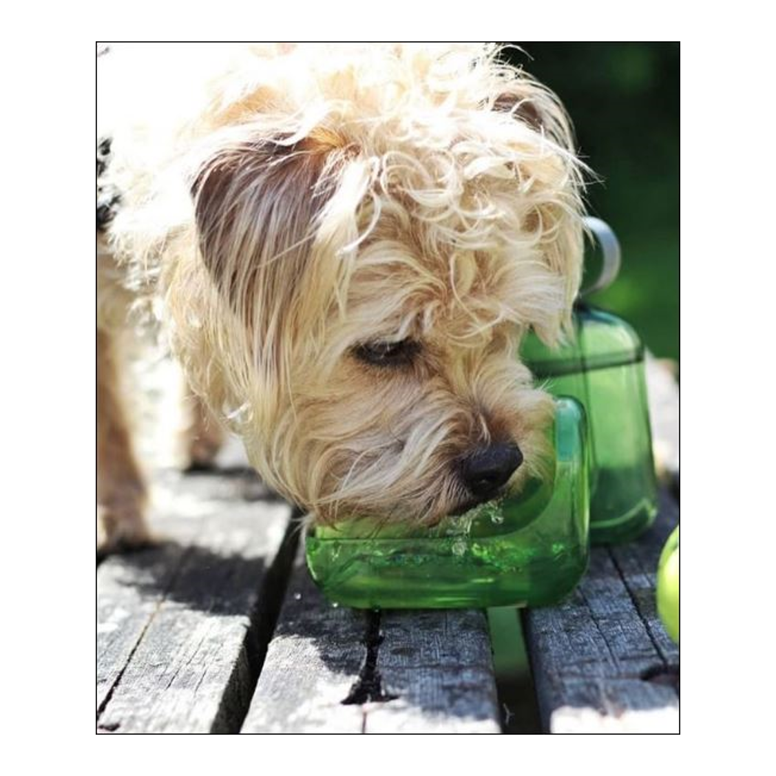 Lifestyle action shot of a small fluffy dog drinking water from the detachable bowl attachment of the 600ml OllyDog OllyBottle portable water dispenser in grass green color on an outdoor wooden surface.#size_grass / 600ml