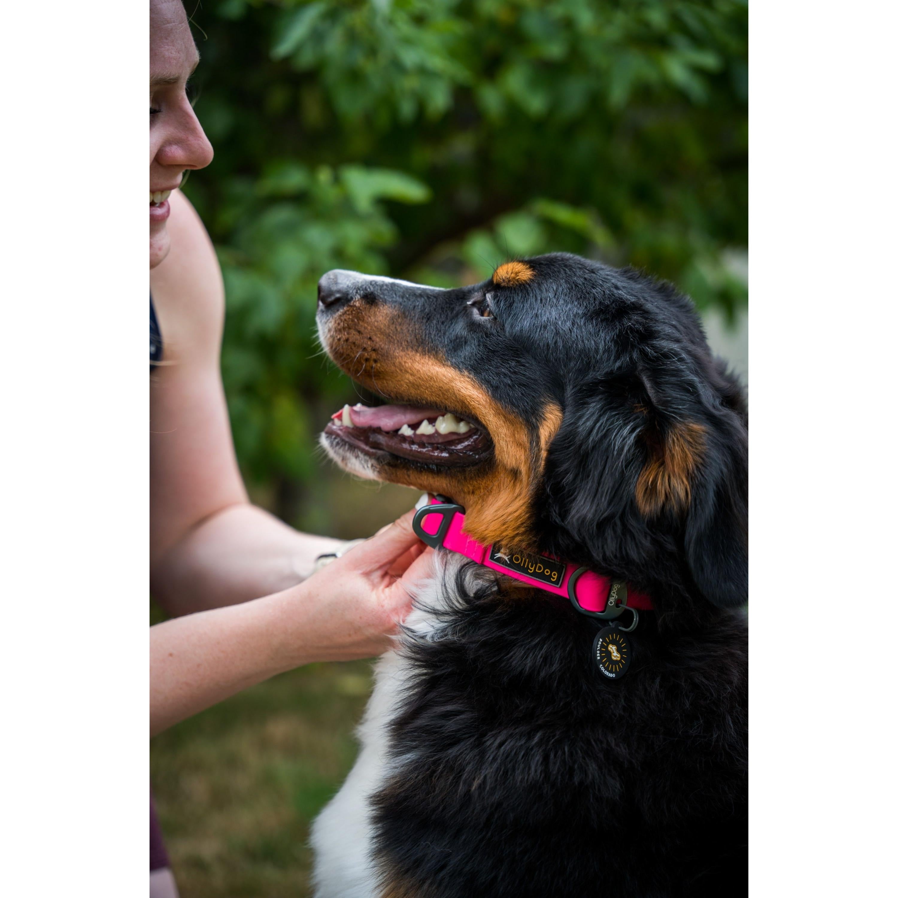 Lifestyle shot of a woman adjusting the OllyDog Tilden Waterproof Collar in pink color on a Bernese Mountain Dog outdoors, featuring the waterproof collar, quick-release buckle, aluminum D-ring, and attached Boulder Colorado tag. #color_pink