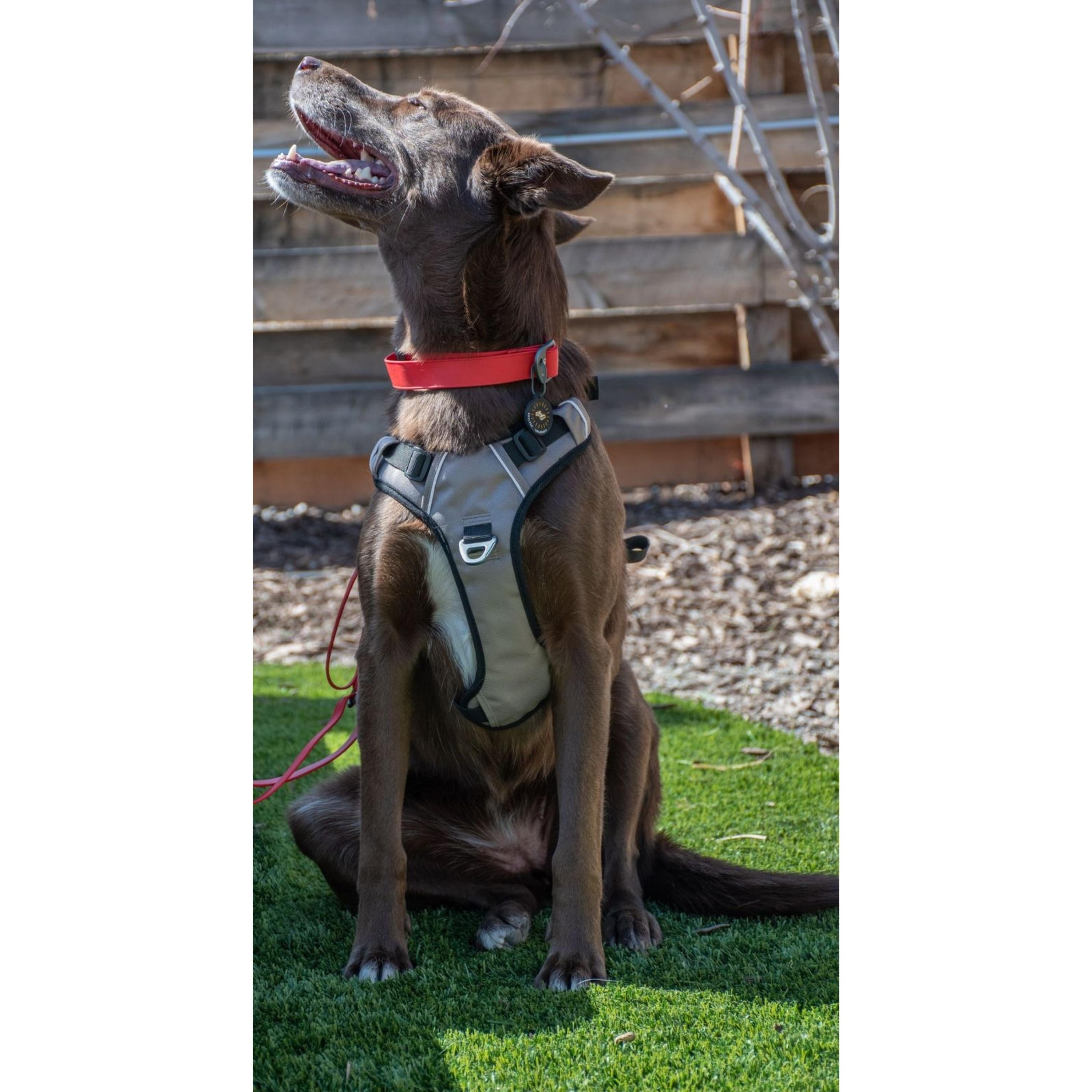 Lifestyle shot of a brown dog outdoors wearing the OllyDog Tilden Waterproof Collar in red color, paired with a matching gray harness and looking up happily. #color_red