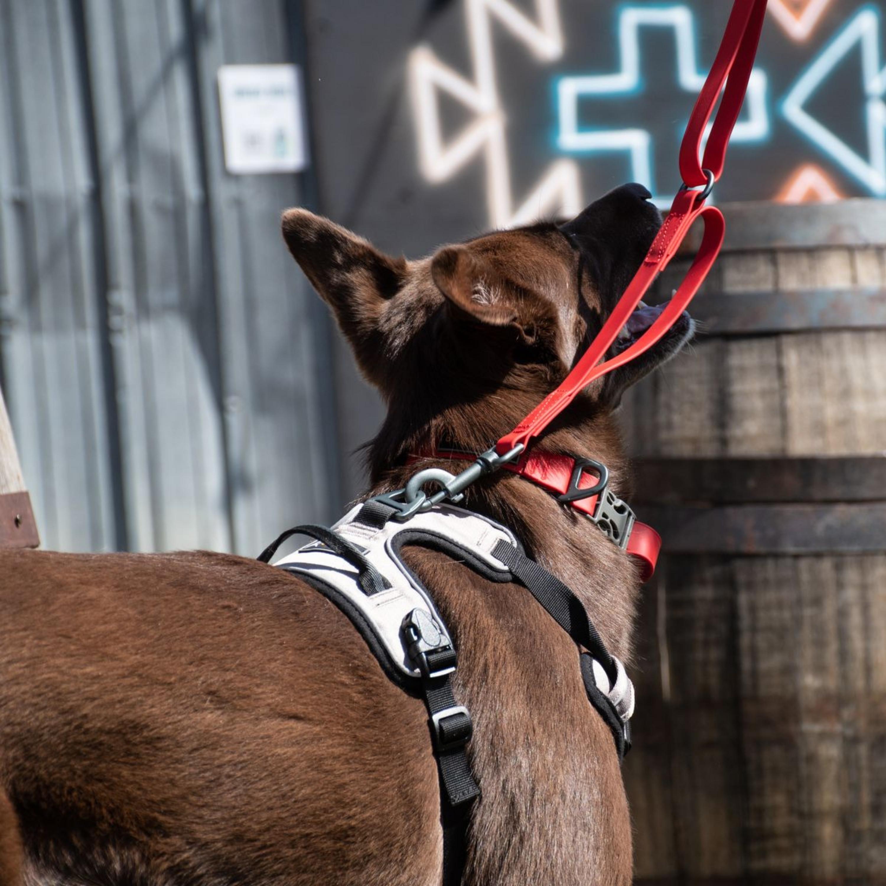 Lifestyle rear-angle shot of a brown dog outdoors wearing the OllyDog Tilden Waterproof Collar in red color with a matching red leash and gray harness, looking up at a handle. #color_red