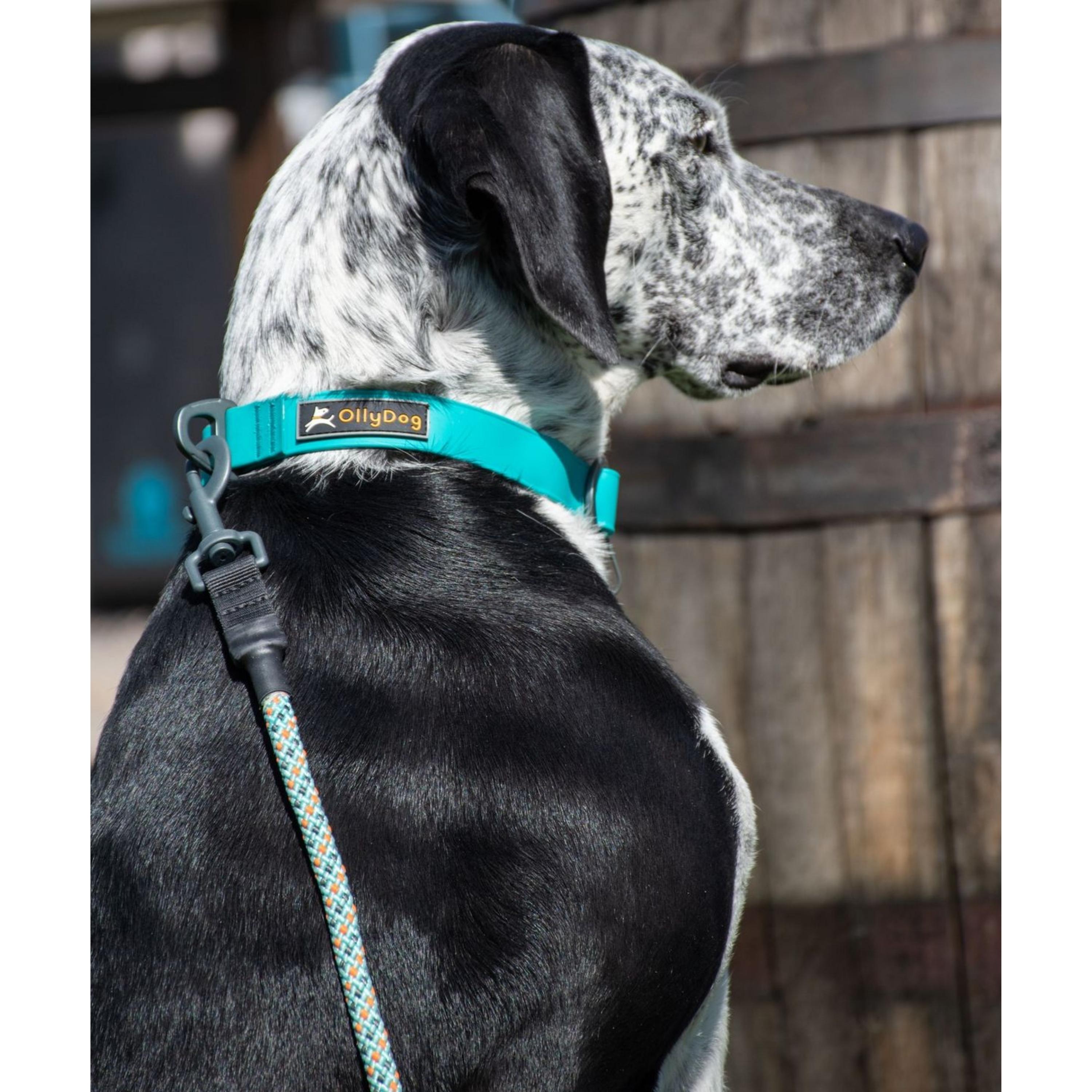 Lifestyle profile shot of a black and white spotted dog outdoors, wearing the OllyDog Tilden Waterproof Collar in teal color with a leash attached to the D-ring. #color_teal